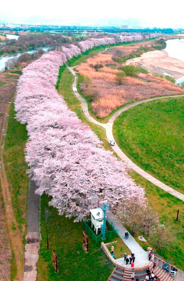 【泉州メインルート発】 宇治川お花見遊覧船と桜のトンネル「背割堤」&ケーブルで行く石清水八幡宮 日帰り1